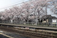 sakura10115
