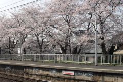 sakura10116