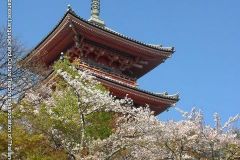 sakura10248