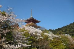 sakura10251