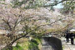 sakura10256