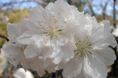 sakura10261