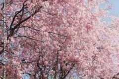 sakura10265