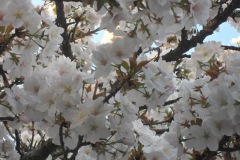 sakura10299