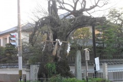 kinkakuji10305