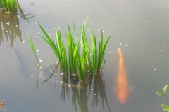 kinkakuji10309