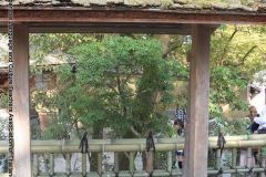 kinkakuji10318